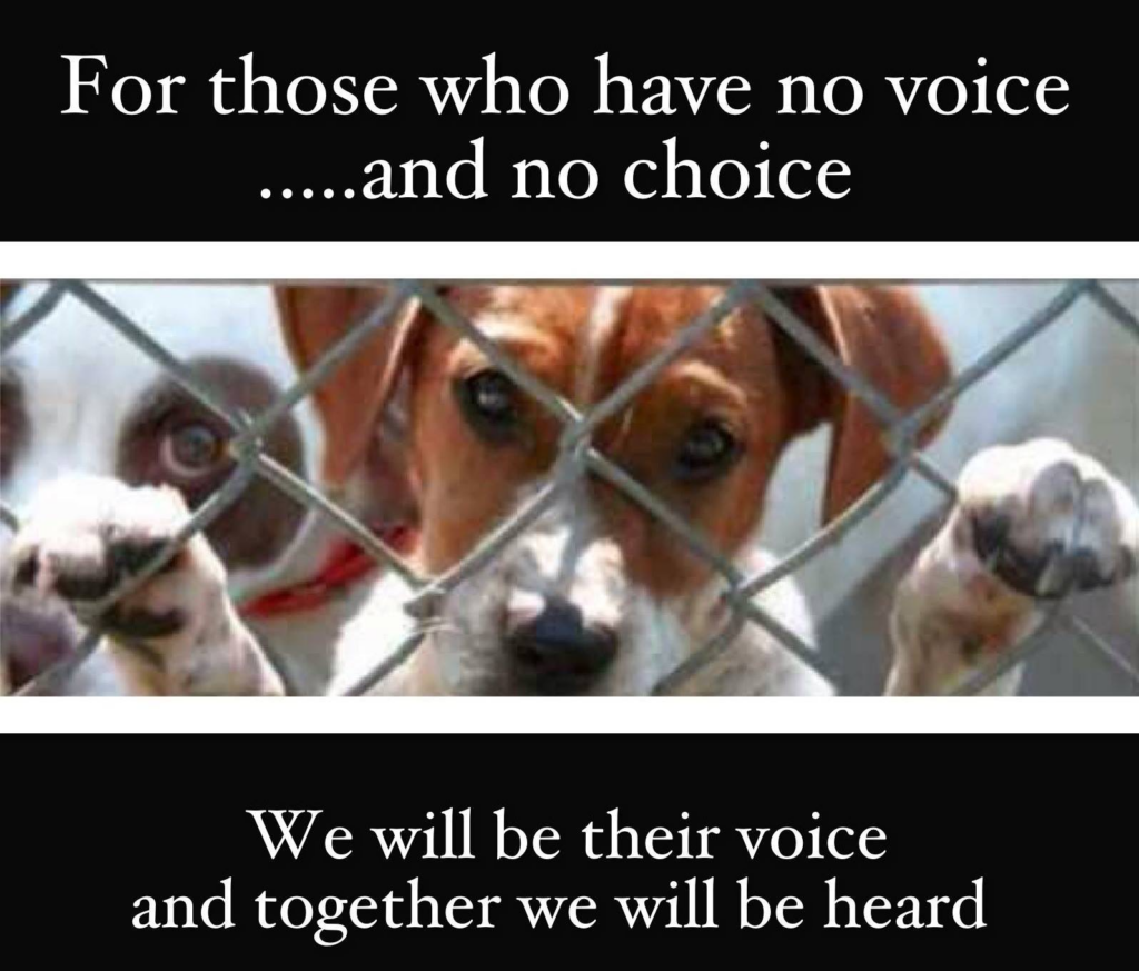 VOICES FOR ANIMALS